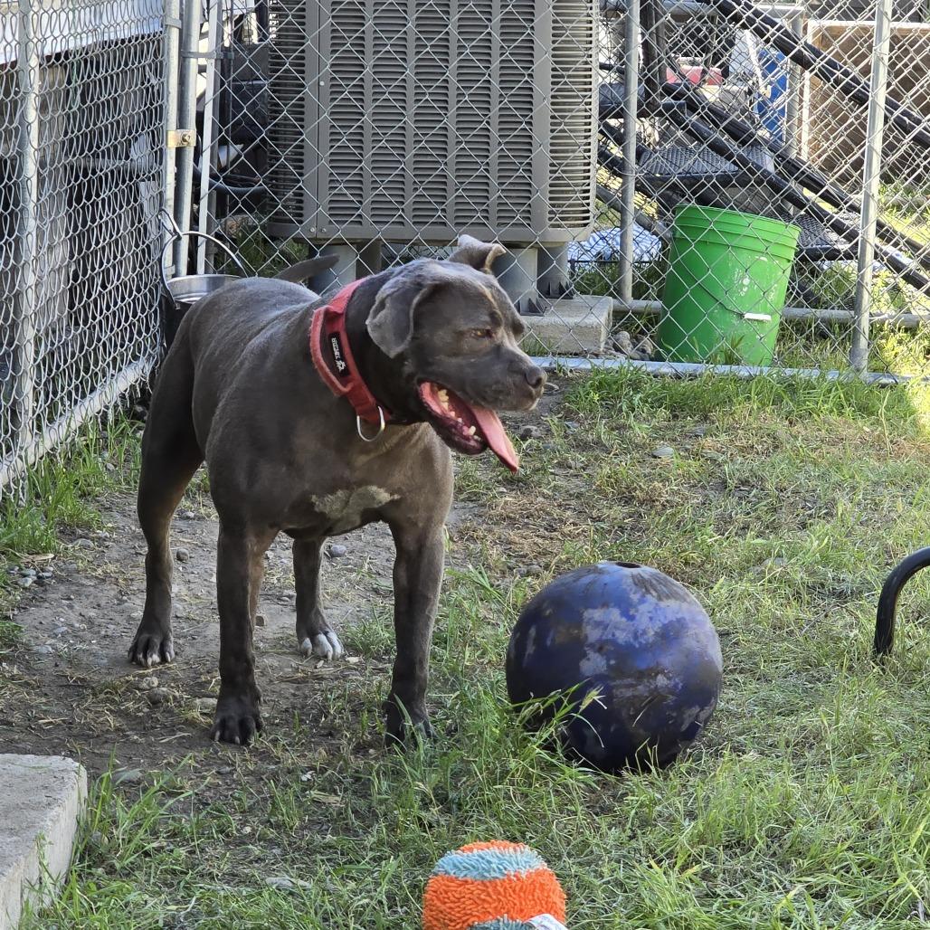 Enlarge LD, a Adoptable American Staffordshire Terrier in Woodinville, WA image 3/6