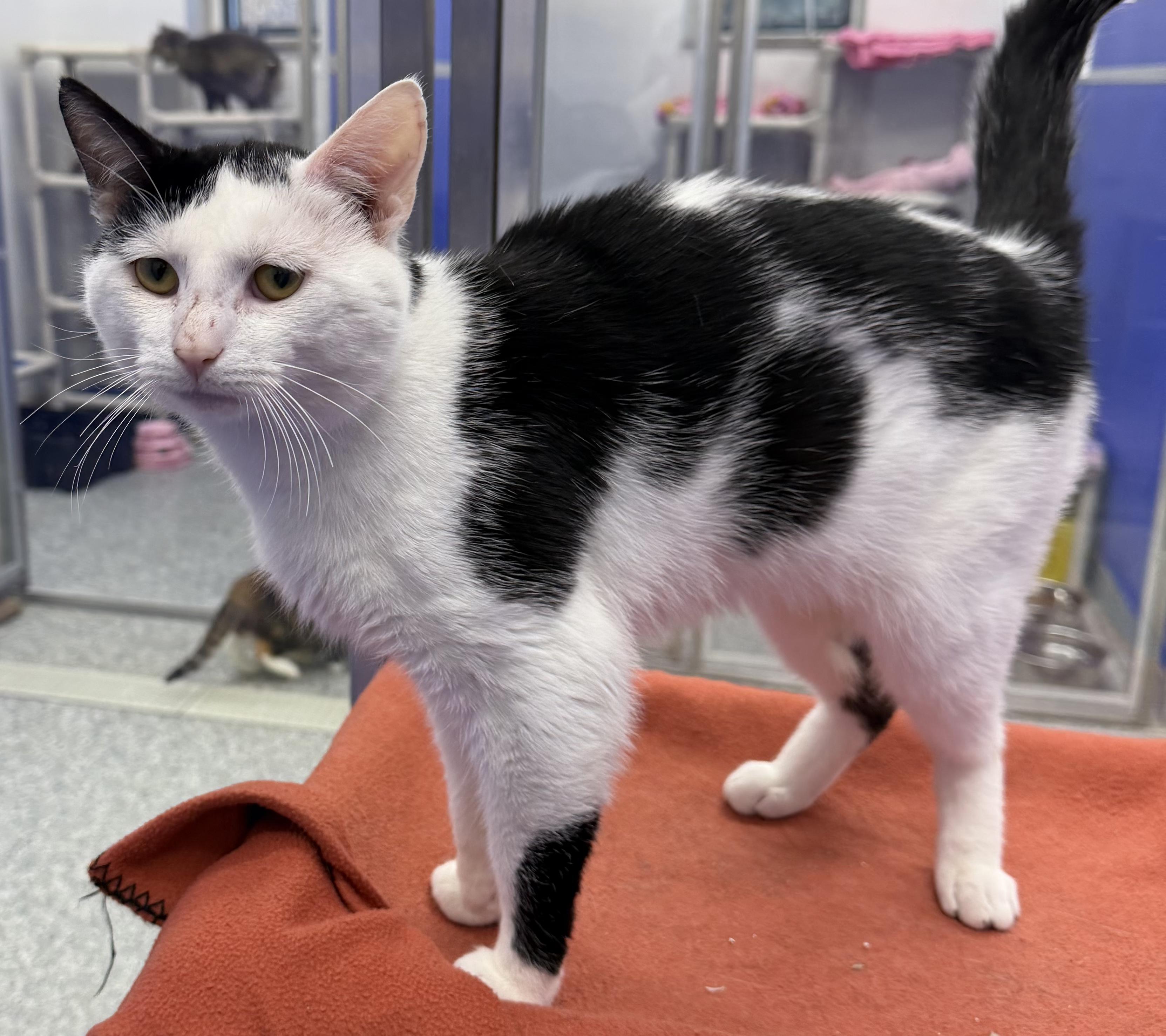 Enlarge Clem, an adopted mixed breed in Dunkirk, NY image 2/3
