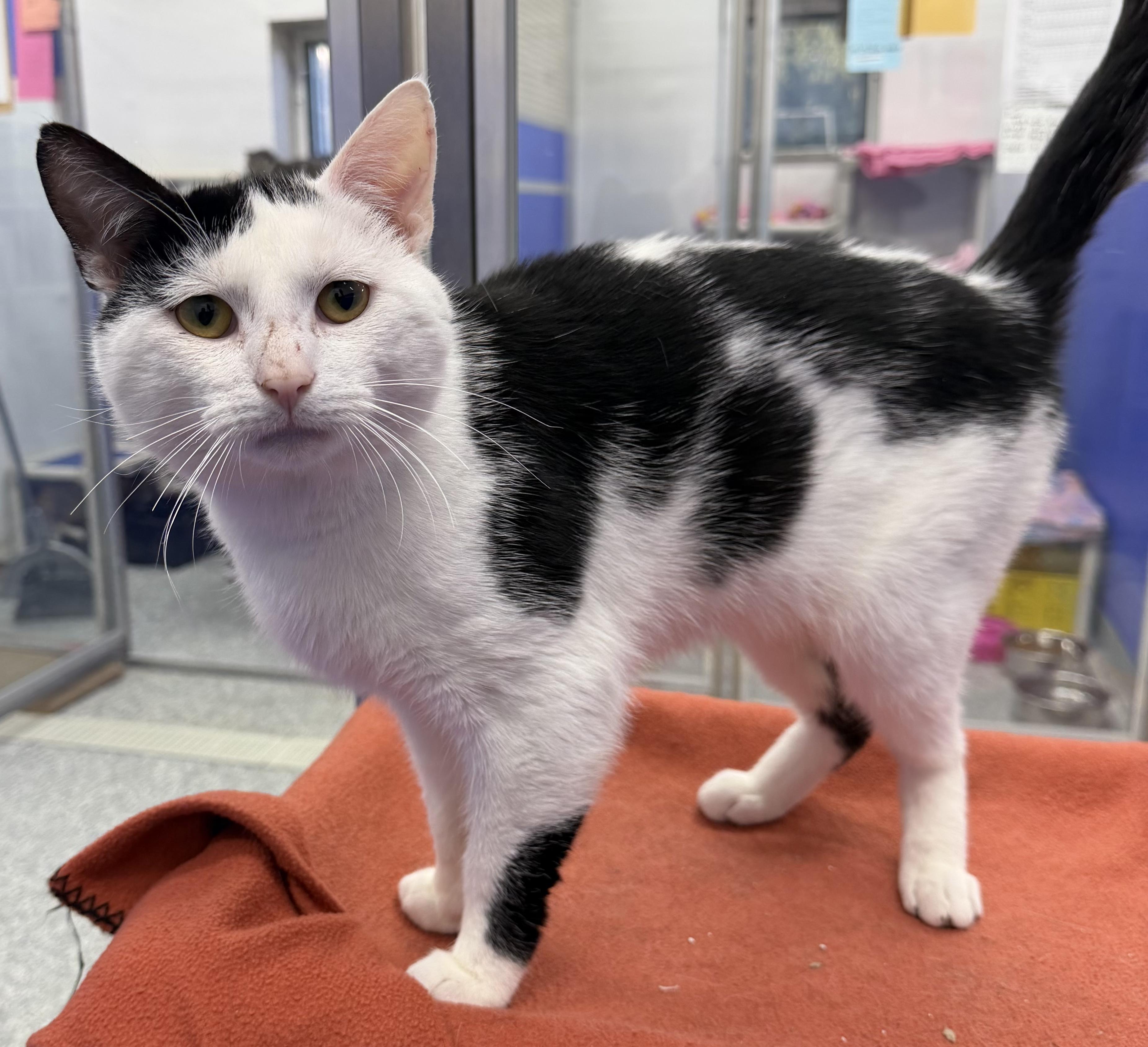 Enlarge Clem, an adopted mixed breed in Dunkirk, NY image 3/3