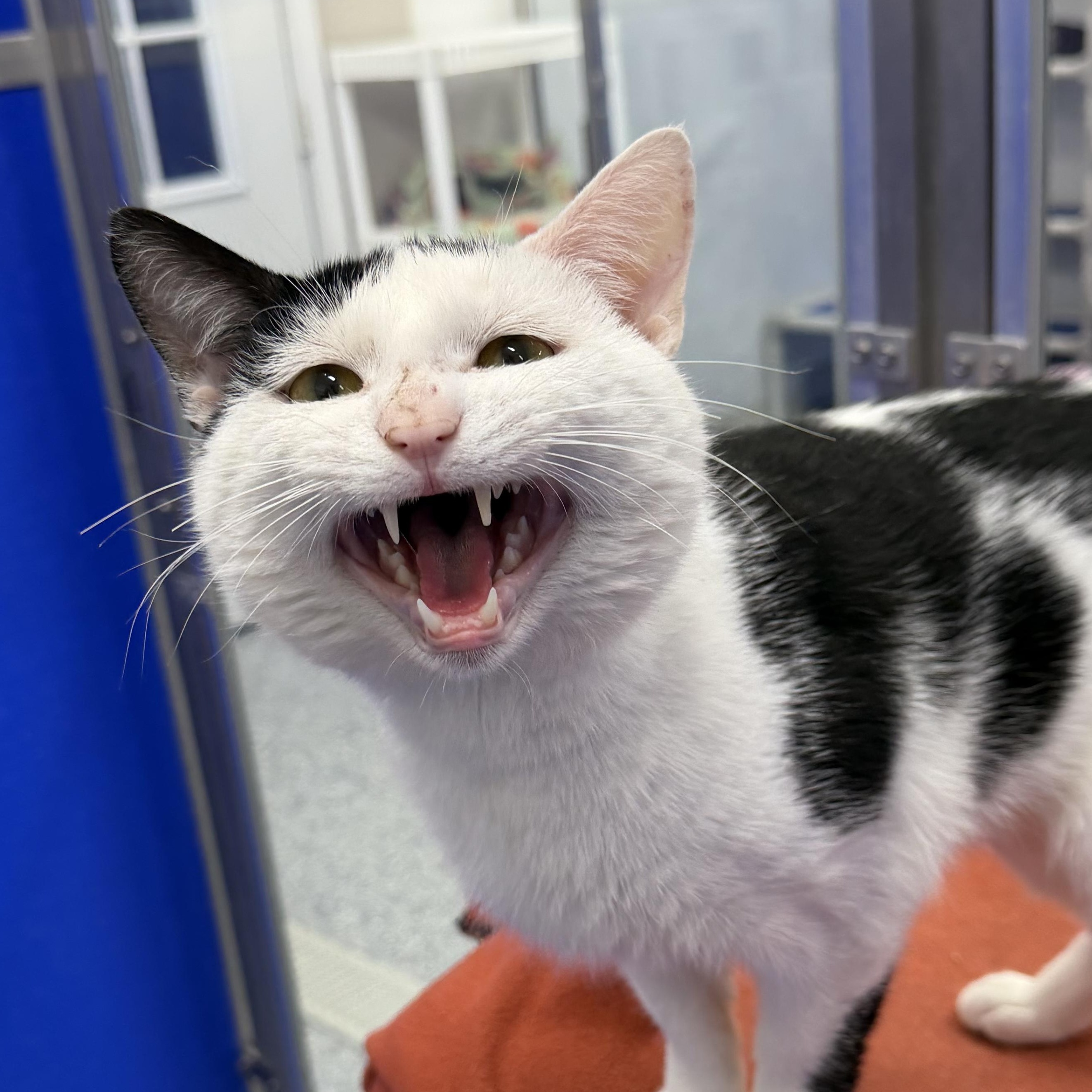 Clem, adopted, Young Male Domestic Short Hair.