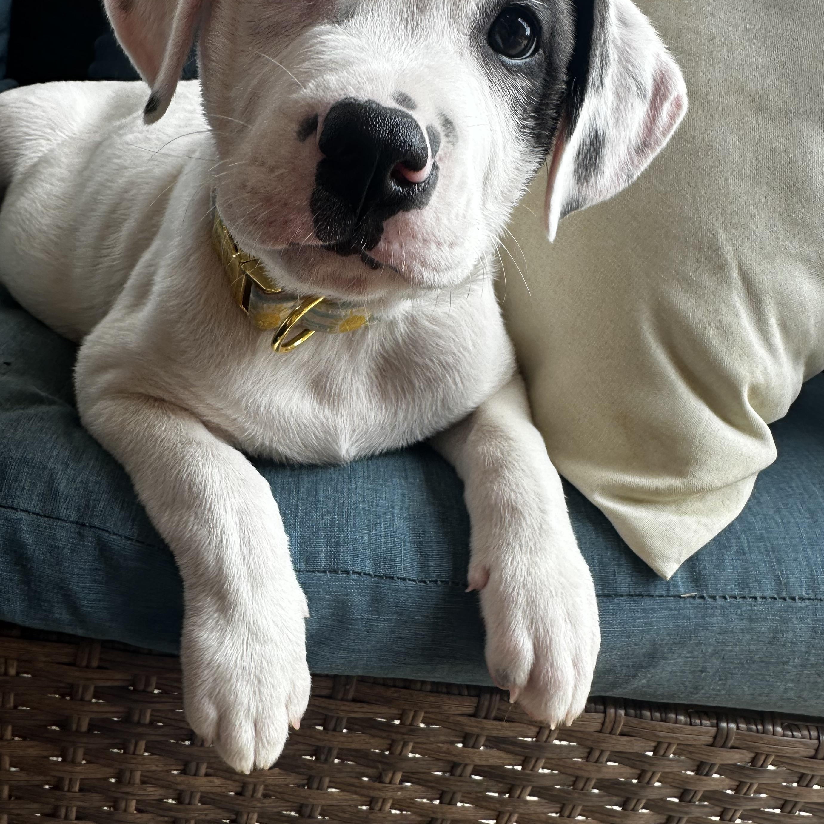 Steve, a Adoptable mixed breed in Mount Meigs, AL image 2/4