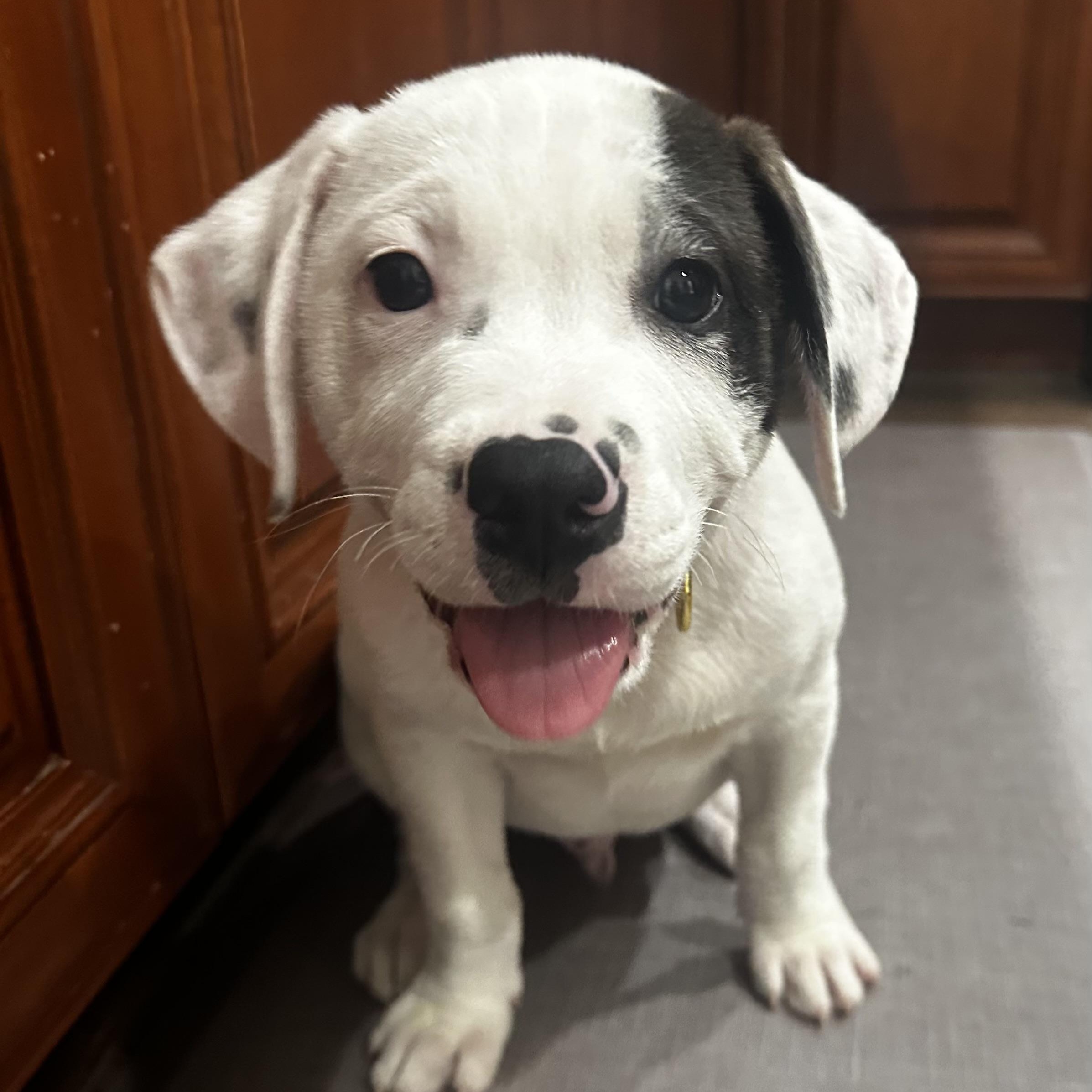 Steve, Adoptable, Puppy Male Anatolian Shepherd & American Bulldog.