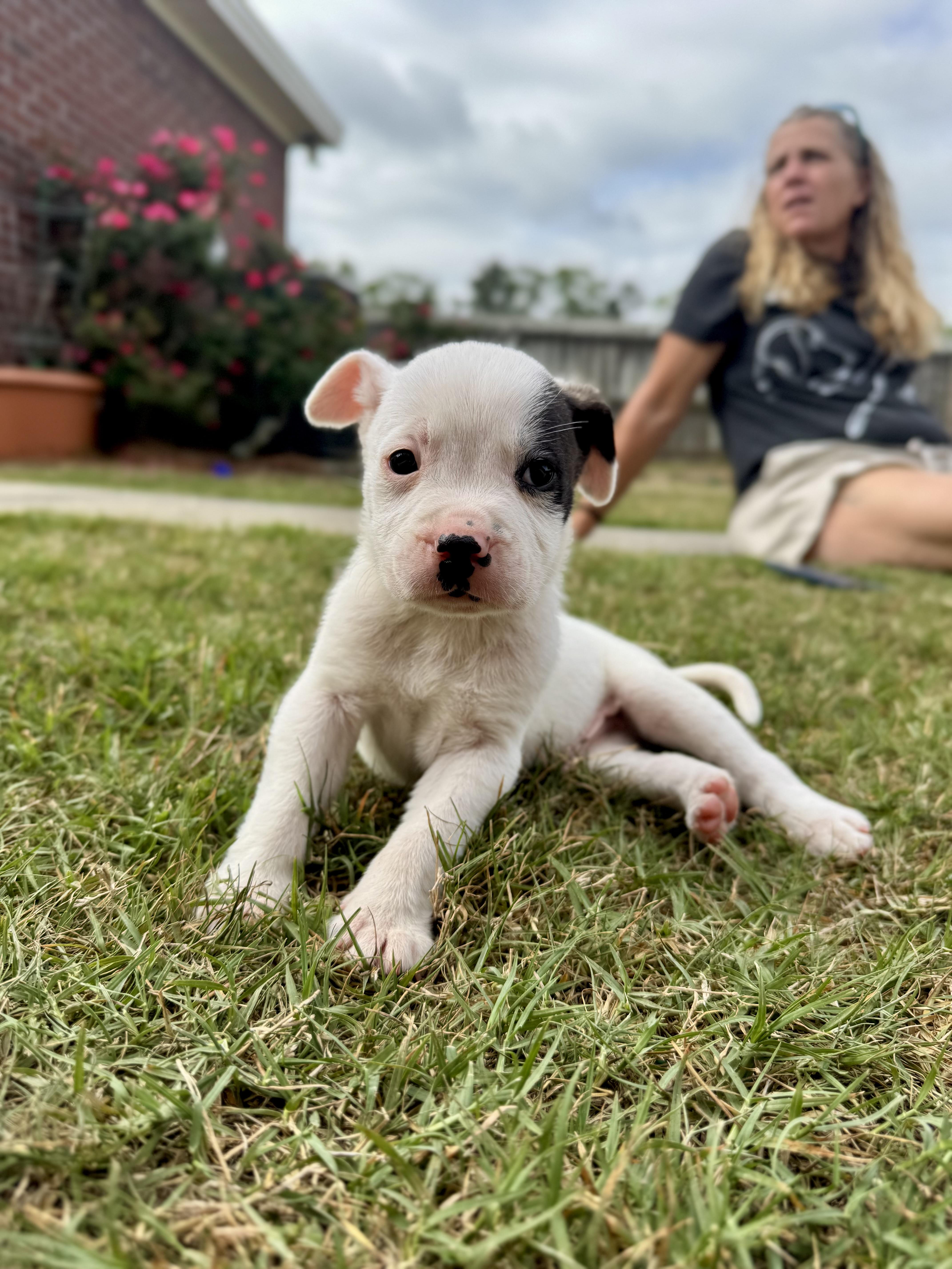 Steve, Adoptable, Puppy Male Anatolian Shepherd & American Bulldog.