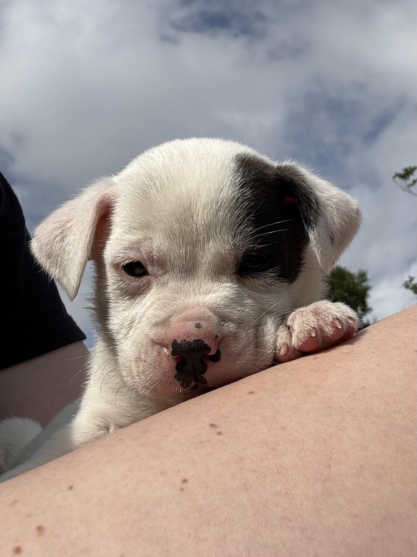 Enlarge Steve, a Adoptable mixed breed in Mount Meigs, AL image 5/5