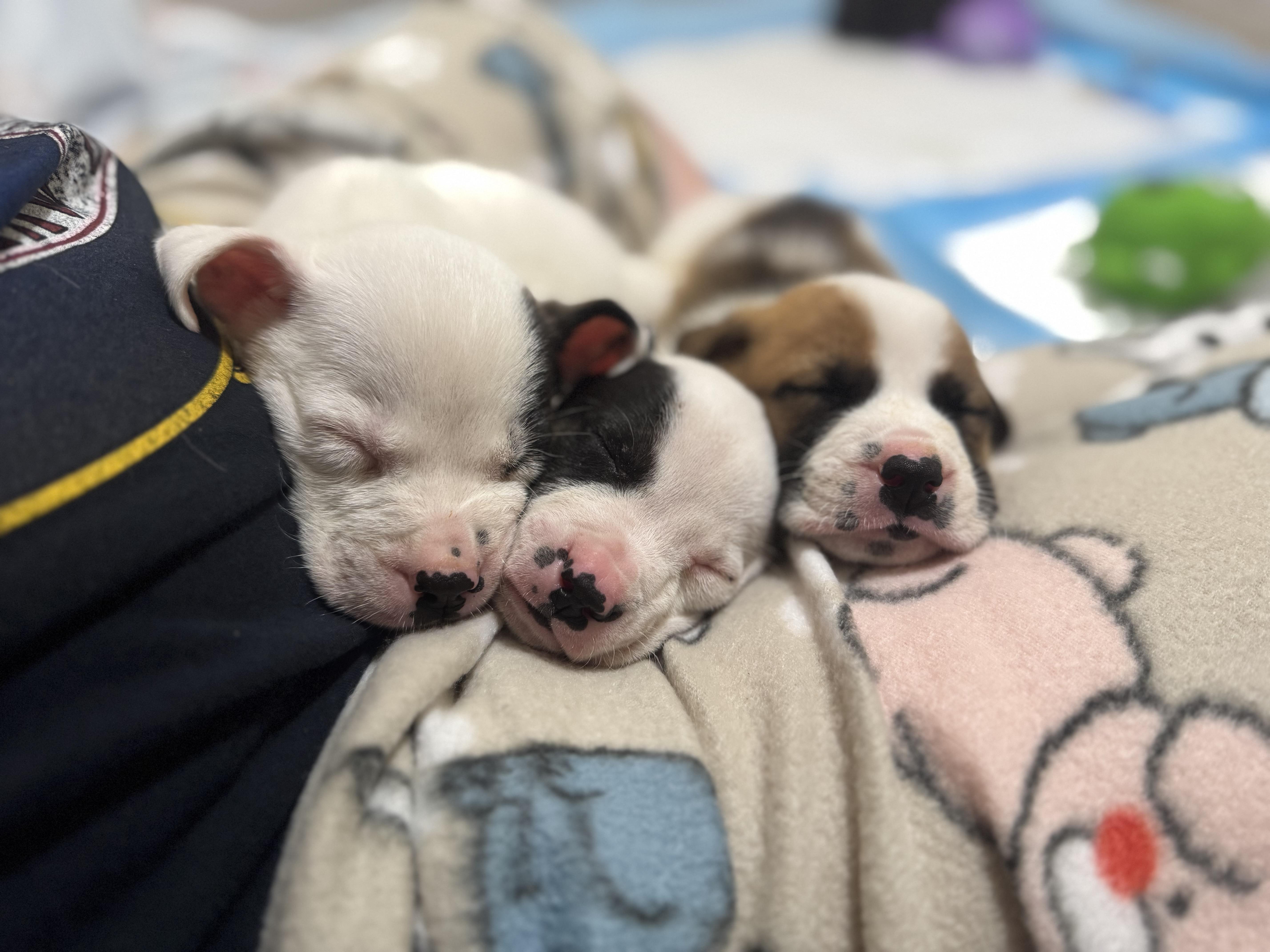 Enlarge Steve, a Adoptable mixed breed in Mount Meigs, AL image 4/5