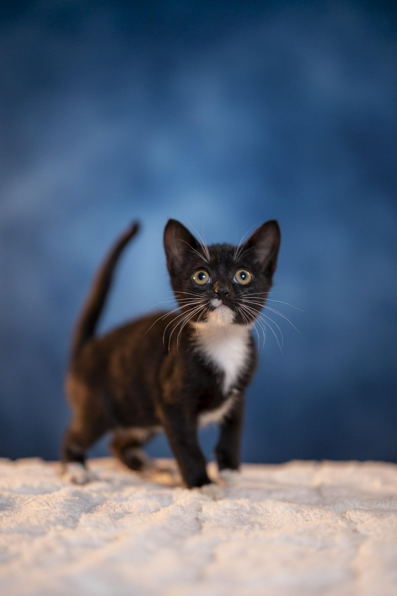 Cat for adoption - Monica, a Domestic Short Hair in Maitland, FL