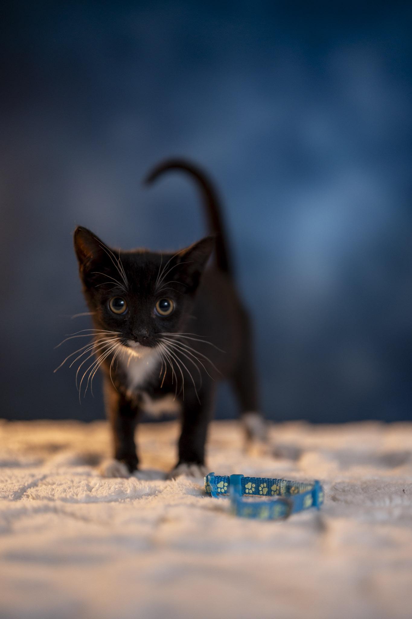 Cat for adoption - Monica, a Domestic Short Hair in Maitland, FL