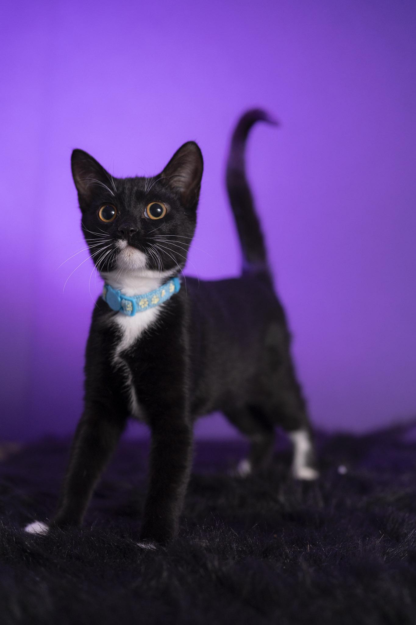 Cat for adoption - Monica, a Domestic Short Hair in Maitland, FL