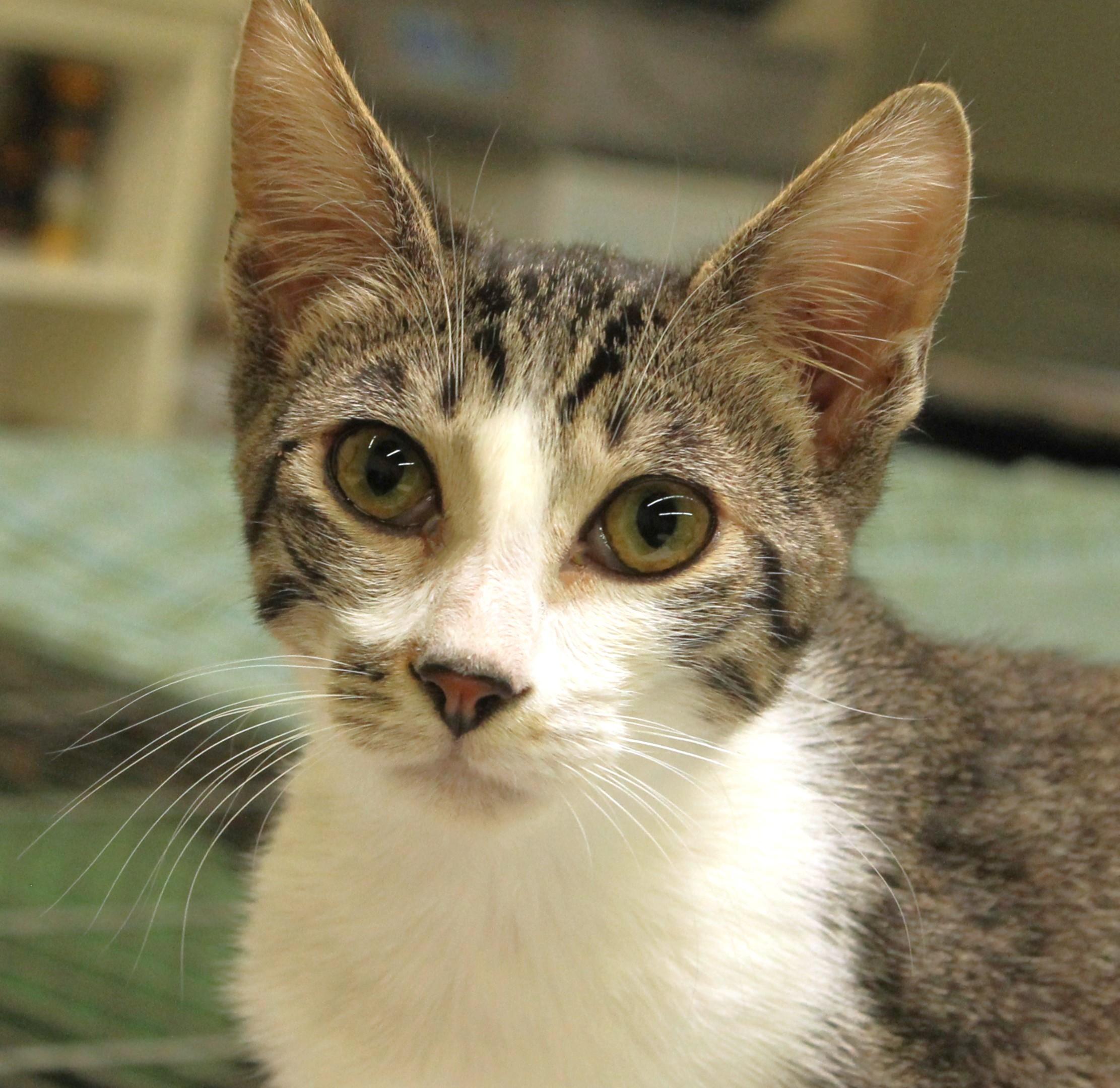 Thompson, Adoptable, Adult Male American Shorthair.