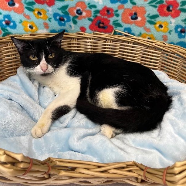 Vanessa, ADOPTABLE, Young Female Domestic Short Hair.