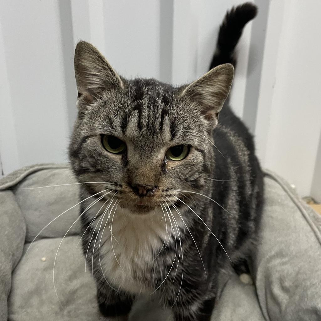 Ratatouille, a Adoptable Domestic Short Hair in Lucedale, MS image 1/3