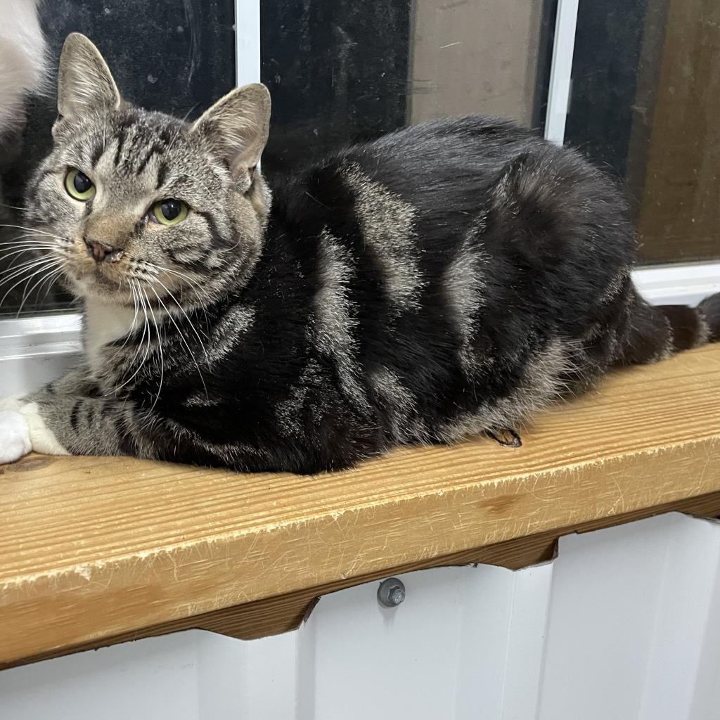 Ratatouille, a Adoptable Domestic Short Hair in Lucedale, MS image 2/3