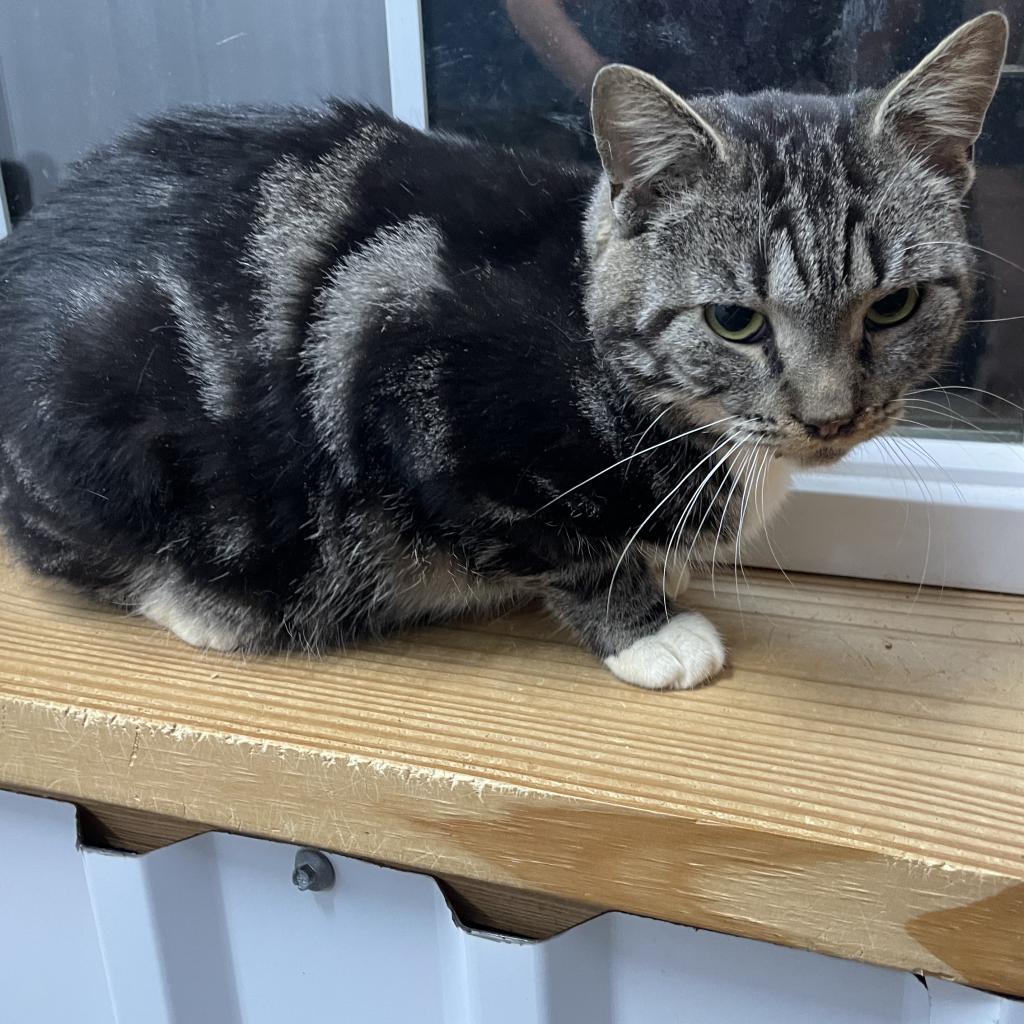 Ratatouille, a Adoptable Domestic Short Hair in Lucedale, MS image 3/3