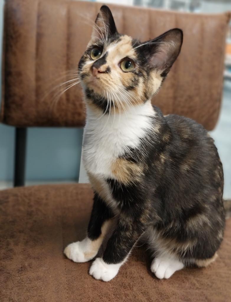 Enlarge Firelight * IN FOSTER *, a Adoptable mixed breed in South Bend, IN image 1/3