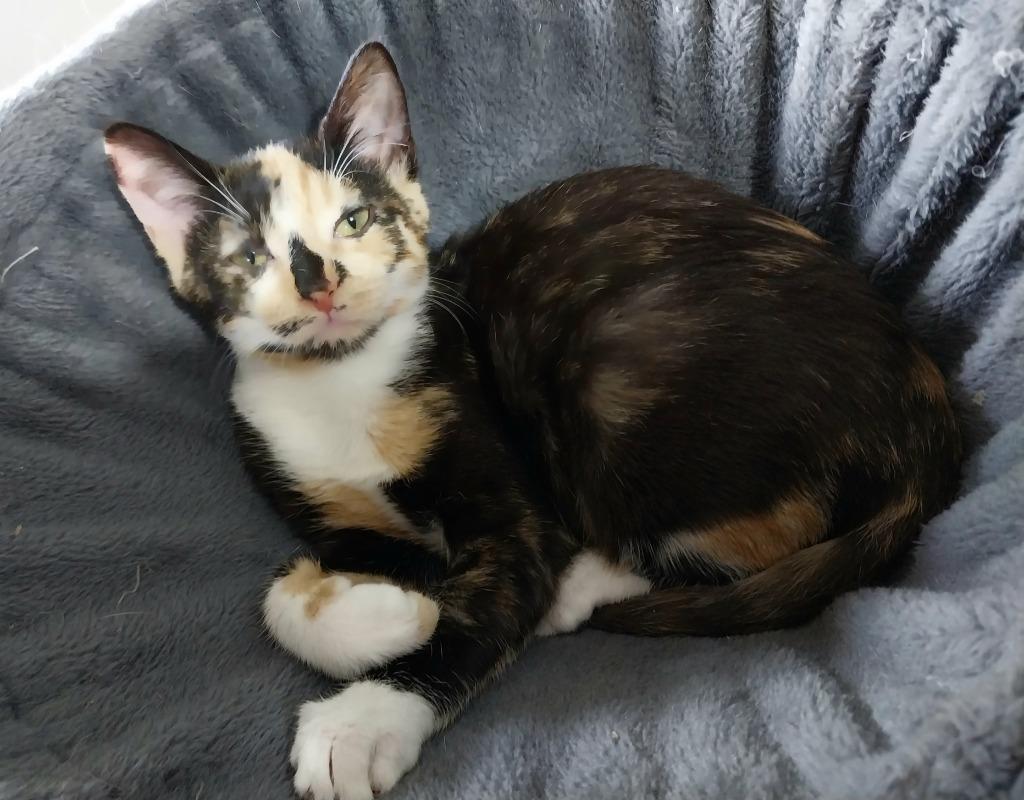Enlarge Firelight * IN FOSTER *, a Adoptable mixed breed in South Bend, IN image 2/3