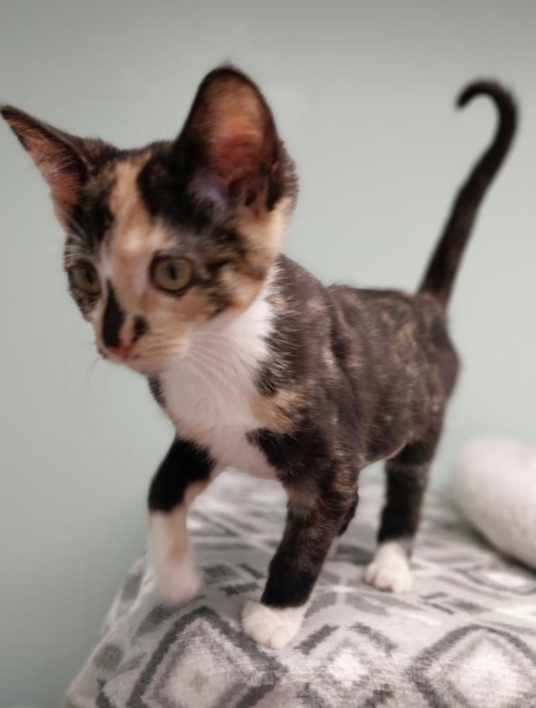 Enlarge Firelight * IN FOSTER *, a Adoptable mixed breed in South Bend, IN image 3/3