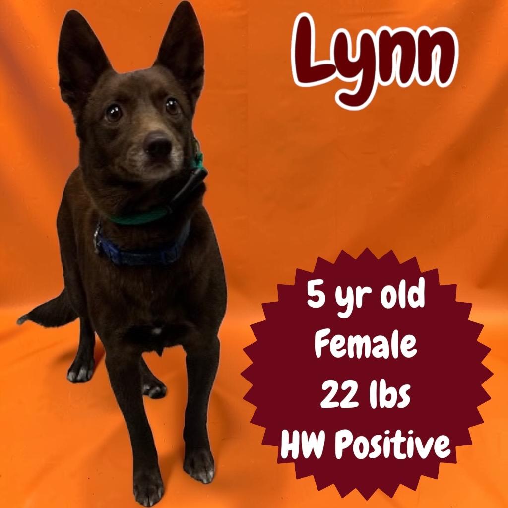 Enlarge Lynn, a Adopted Terrier in Sorrento, LA image 2/2