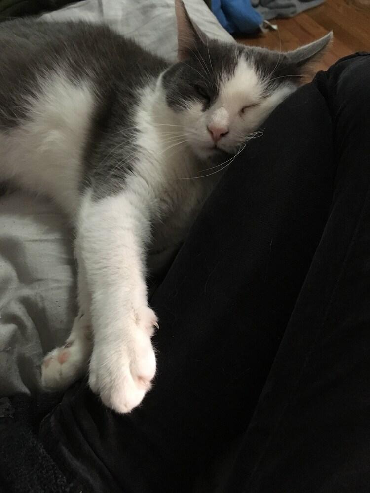 Mo, Adoptable, Senior Female Domestic Short Hair.