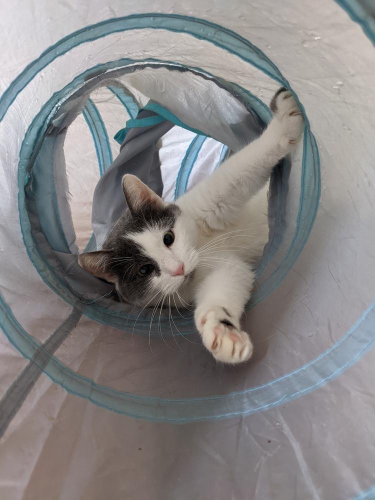 Enlarge Mo, a Adoptable mixed breed in Pittstown, NJ image 2/3