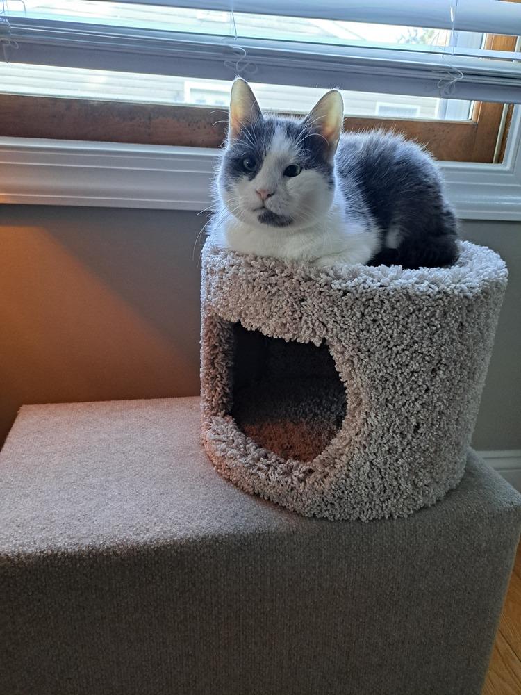 Enlarge Mo, a Adoptable mixed breed in Pittstown, NJ image 3/3