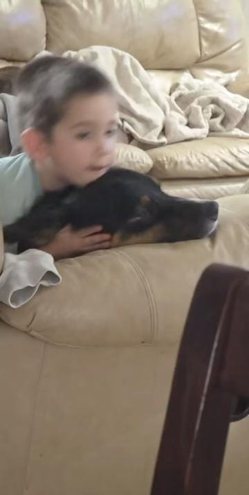 Enlarge Charlie, a ADOPTABLE Australian Shepherd in Cedar City, UT image 2/2