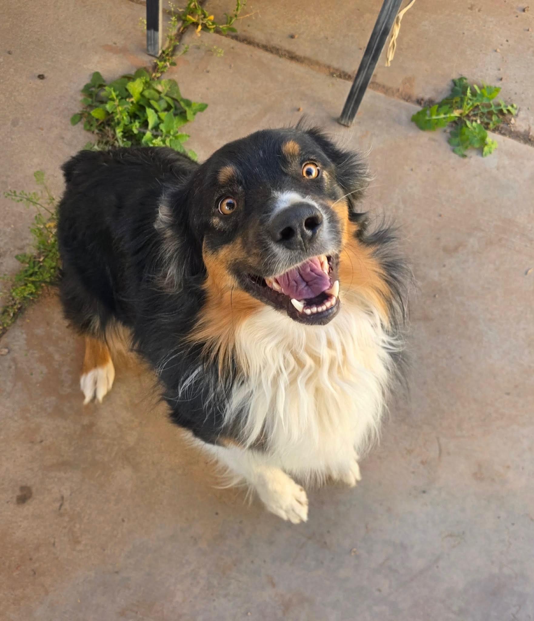 Charlie, ADOPTABLE, Young Male Australian Shepherd.