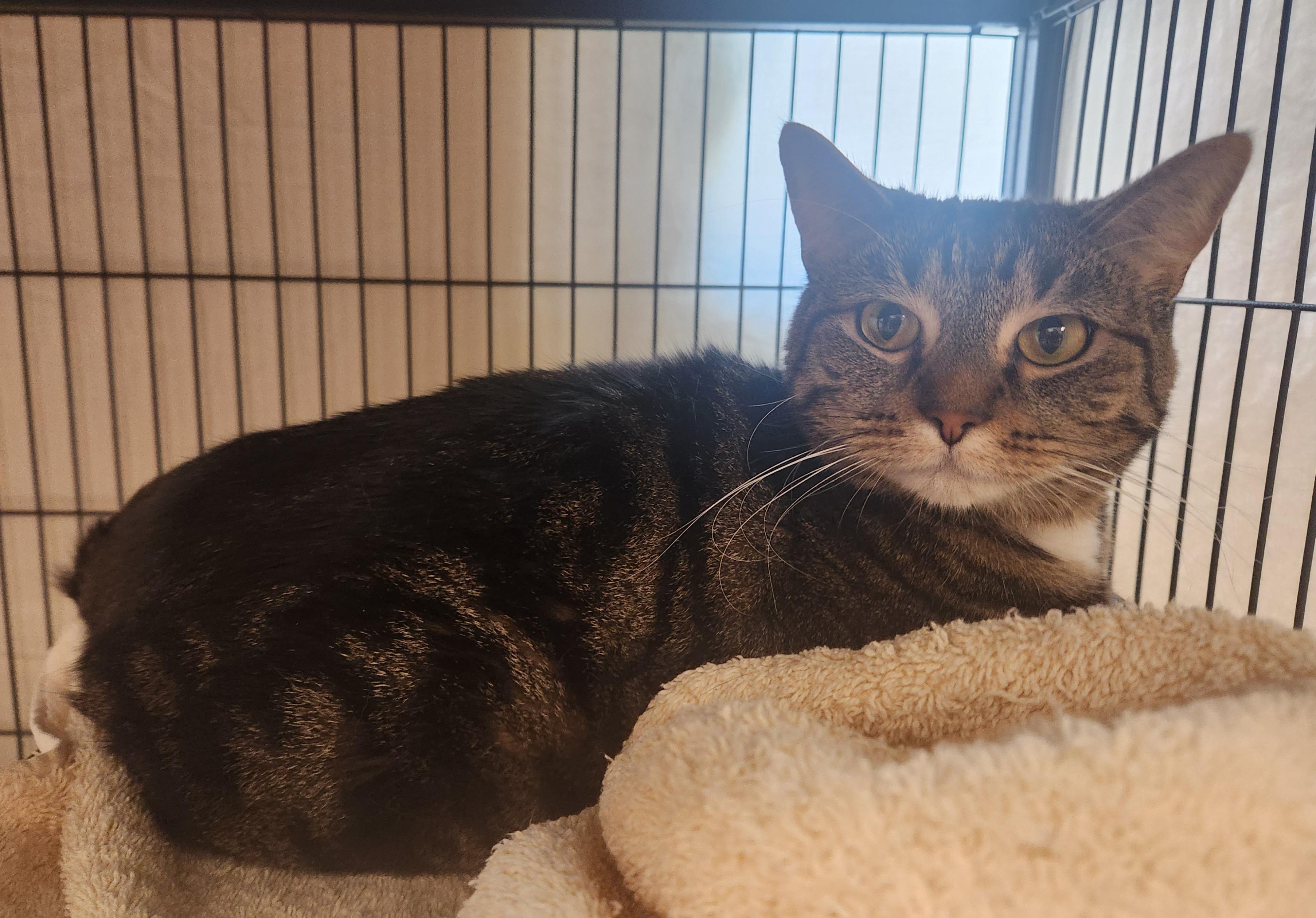 Aloura, Adoptable, Young Female Domestic Short Hair.
