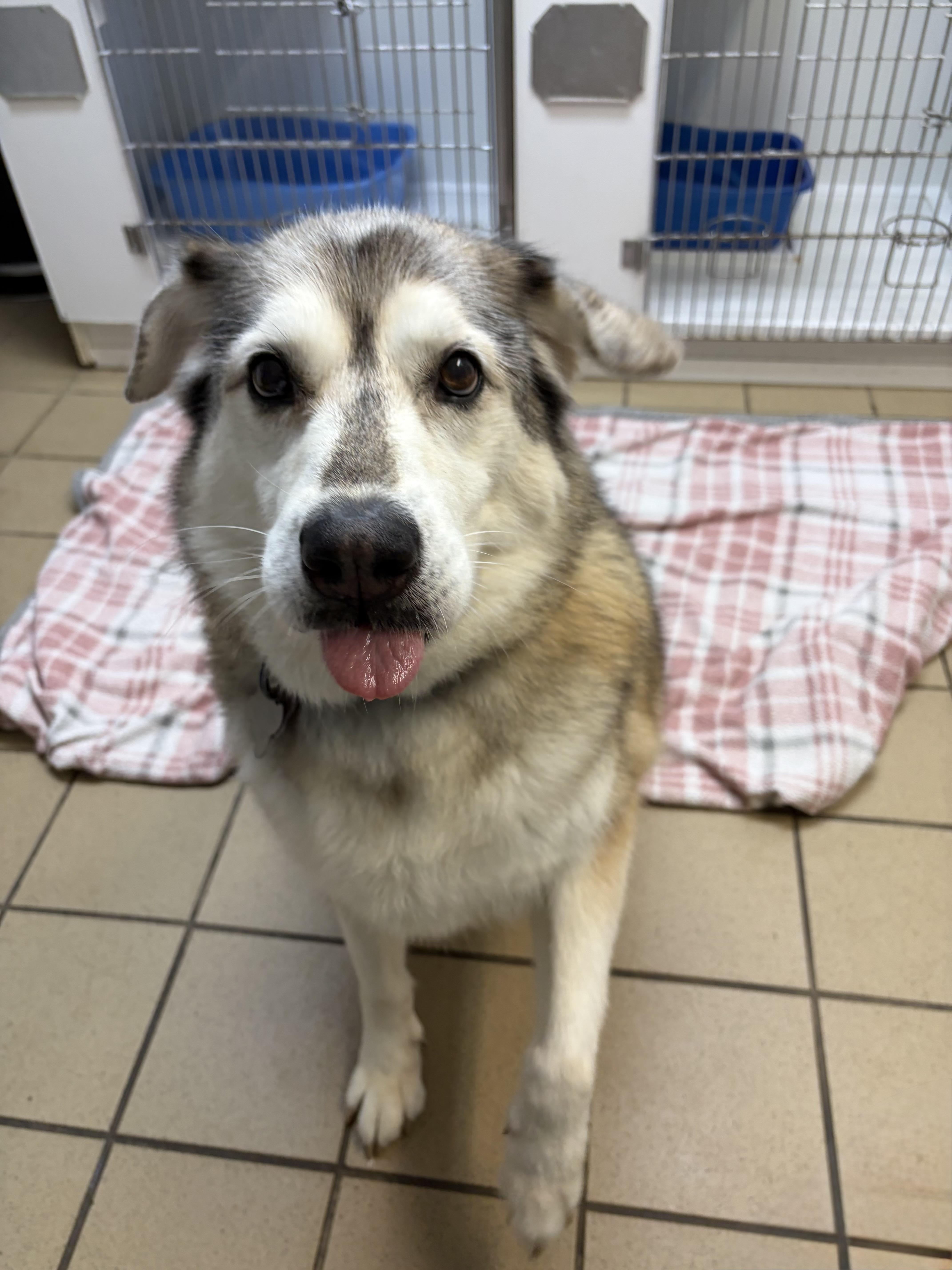 Enlarge Laika, a ADOPTABLE Husky in Pittsburgh, PA image 2/3