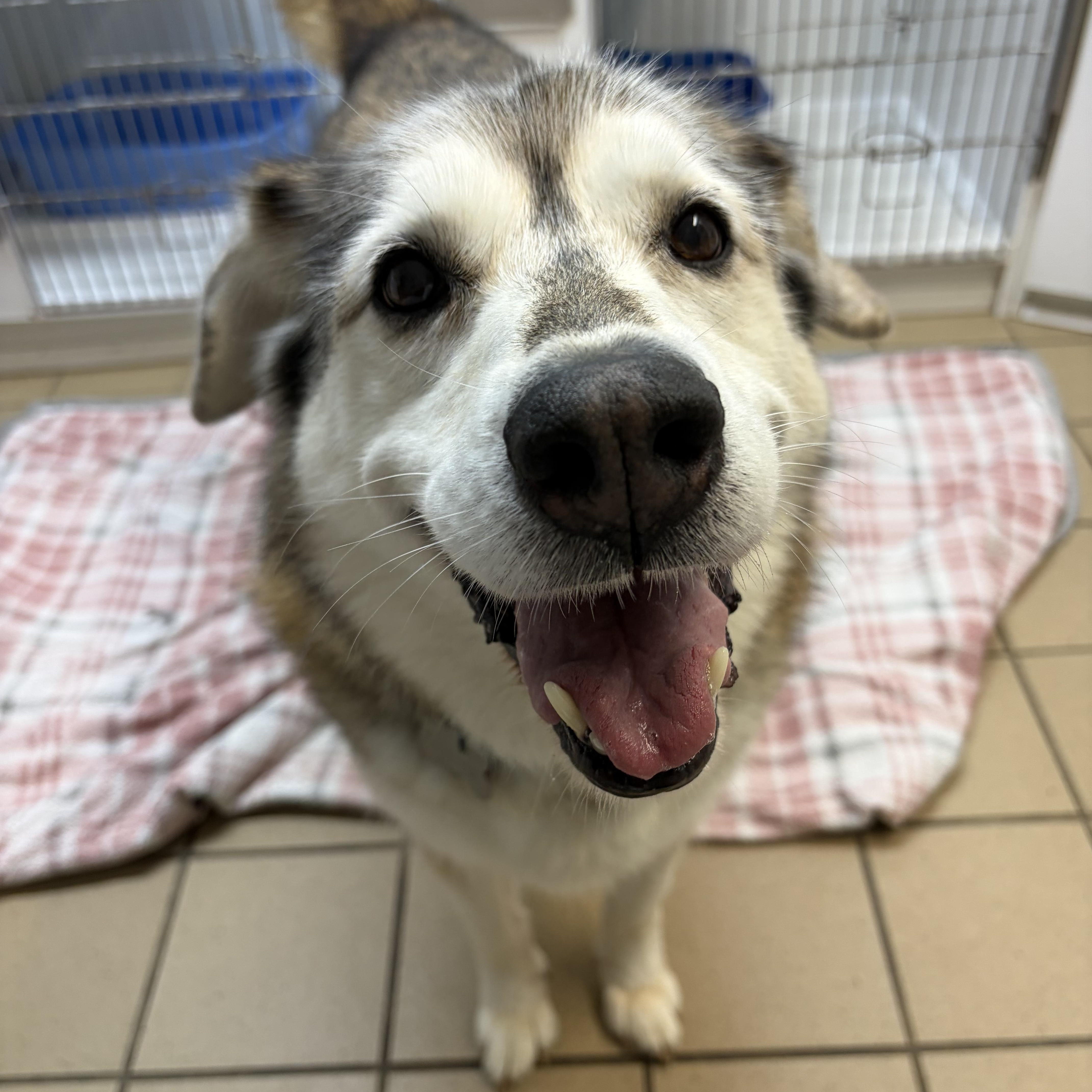 Enlarge Laika, a ADOPTABLE Husky in Pittsburgh, PA image 1/3