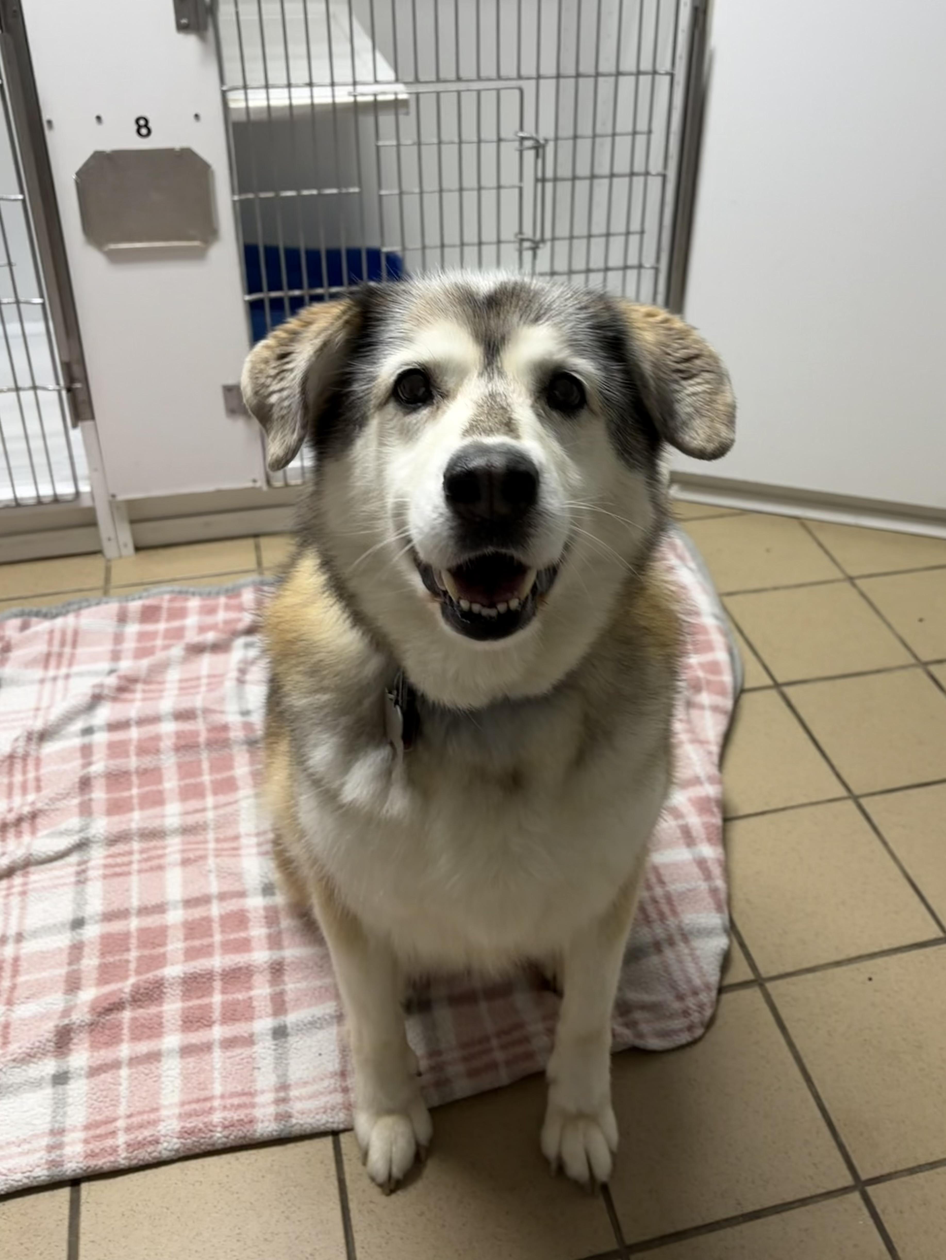 Enlarge Laika, a ADOPTABLE Husky in Pittsburgh, PA image 3/3