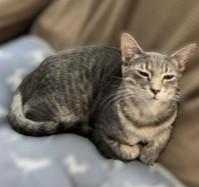 Daphne — thumbnail 2