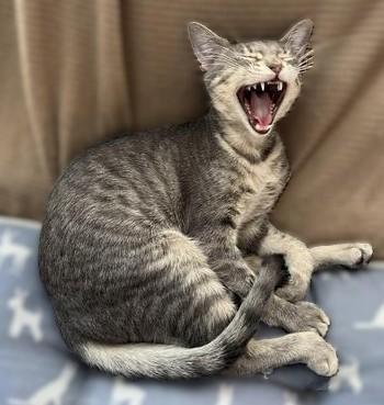 Daphne — thumbnail 3