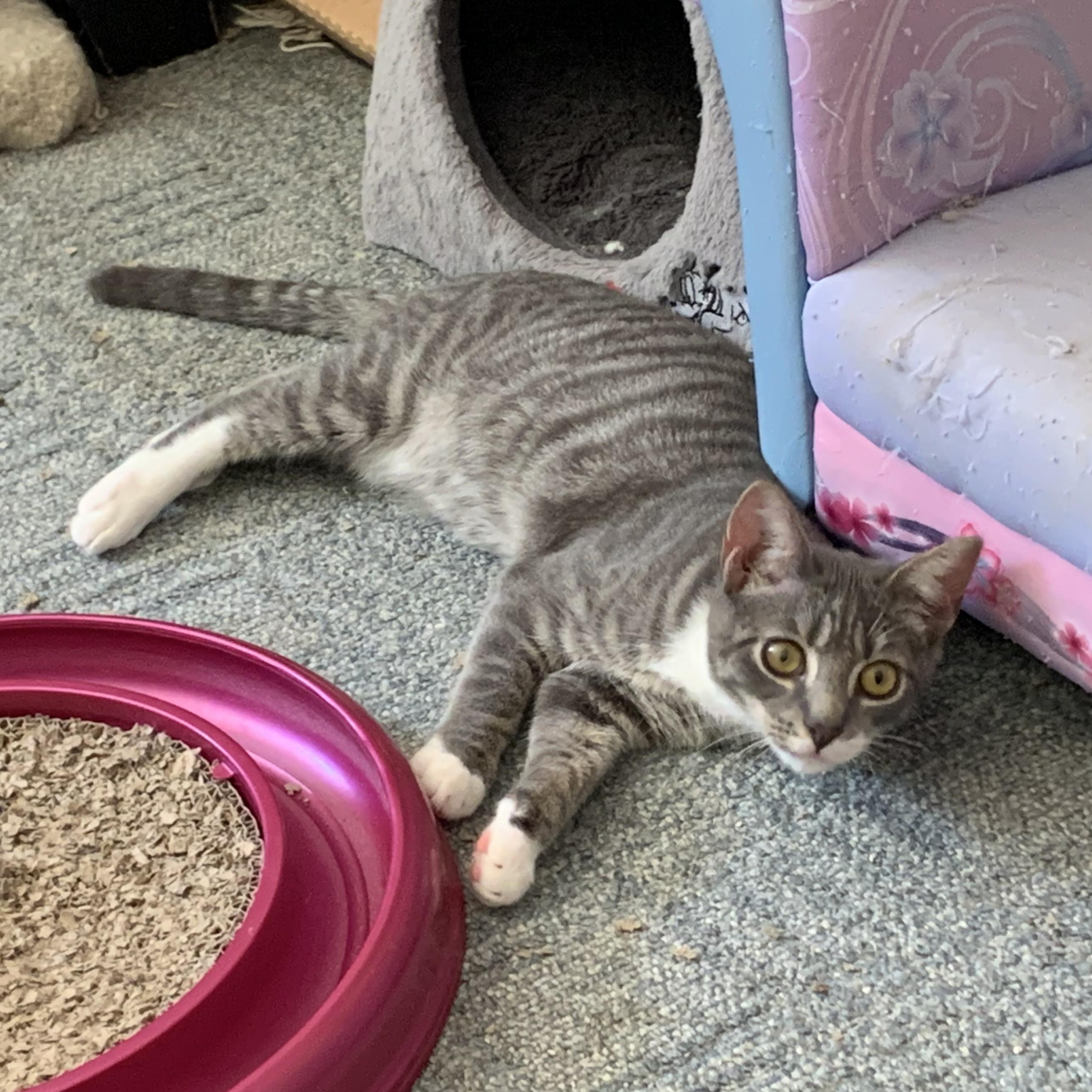 Enlarge Larry - sweet silver tabby with white socks, a Adoptable mixed breed in Ambler, PA image 1/4