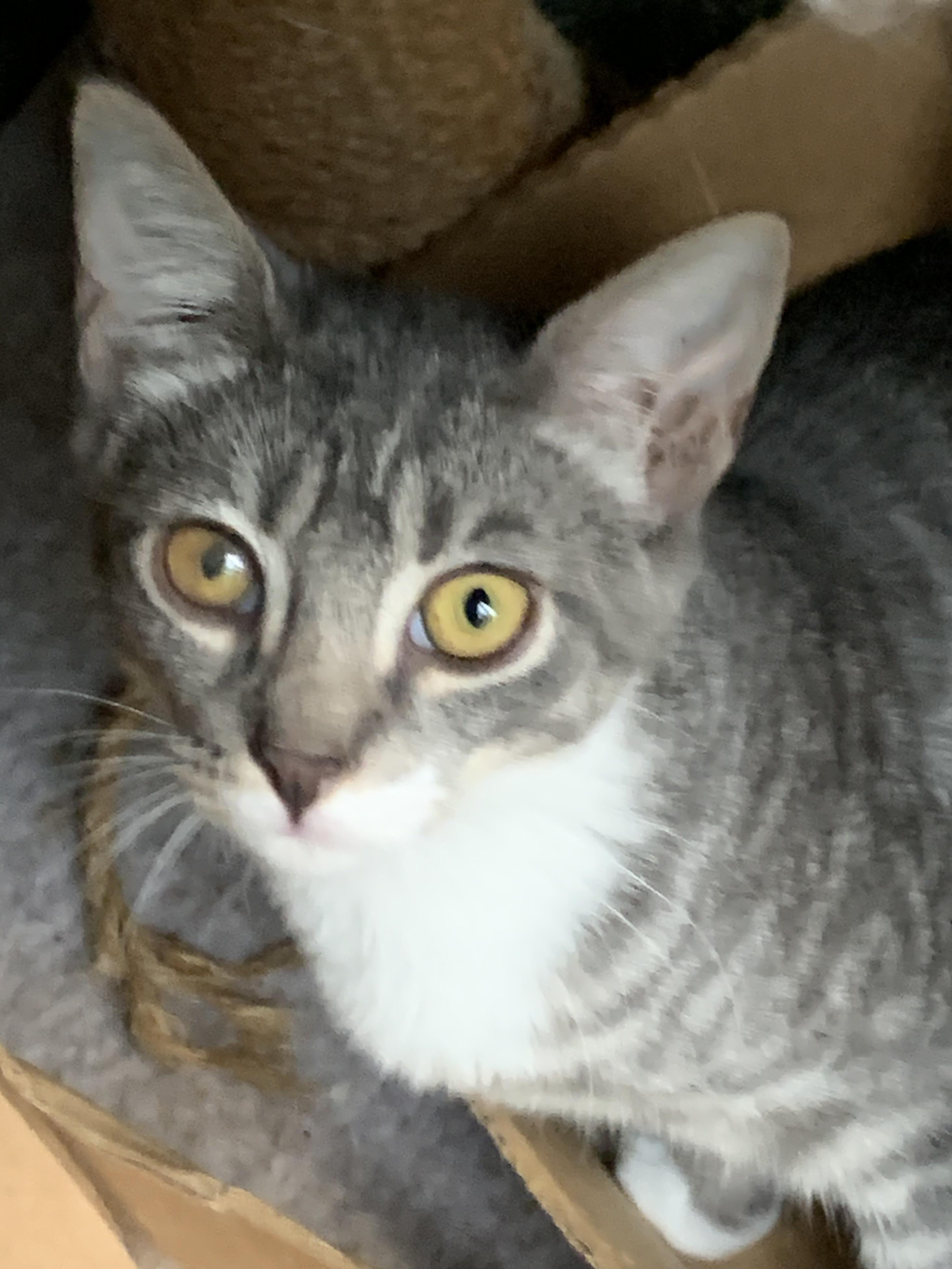 Enlarge Larry - sweet silver tabby with white socks, a Adoptable mixed breed in Ambler, PA image 4/4