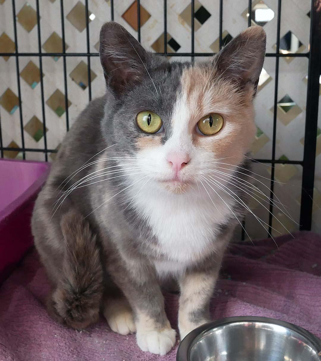 Papaya, ADOPTABLE, Young Female Dilute Calico & Domestic Short Hair.