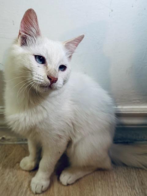 Sofi, a Adopted Siamese in chino, CA image 1/6