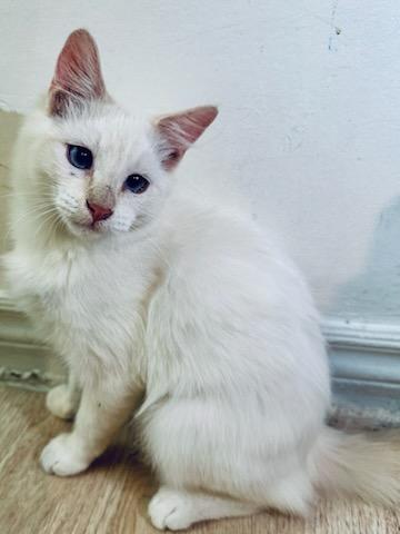 Sofi, a Adopted Siamese in chino, CA image 2/6