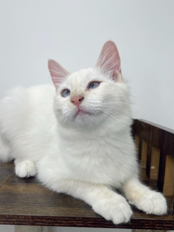Sofi, a Adopted Siamese in chino, CA image 3/6