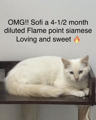 Sofi, a Adopted Siamese in chino, CA image 5/6