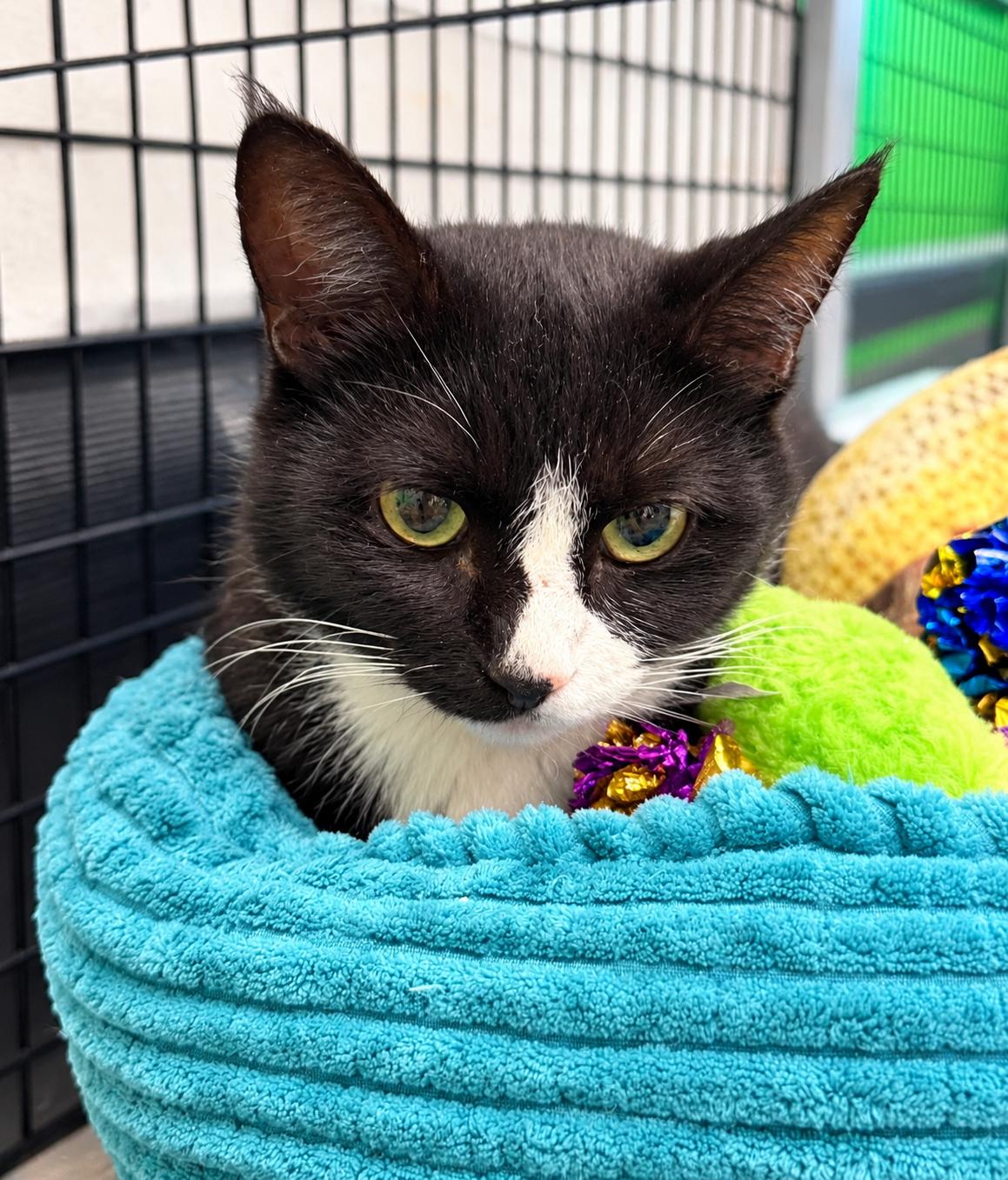 Molly, ADOPTABLE, Young Female Domestic Short Hair.
