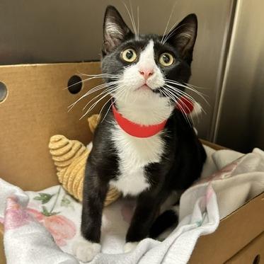 Enlarge Boom, a Adoptable Domestic Short Hair in Novelty, OH image 1/2