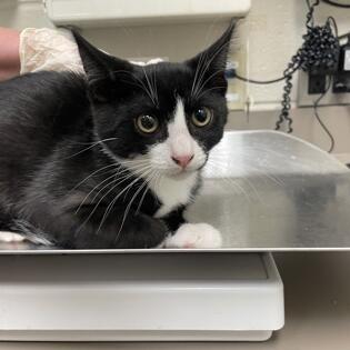 Enlarge Boom, a Adoptable Domestic Short Hair in Novelty, OH image 2/2