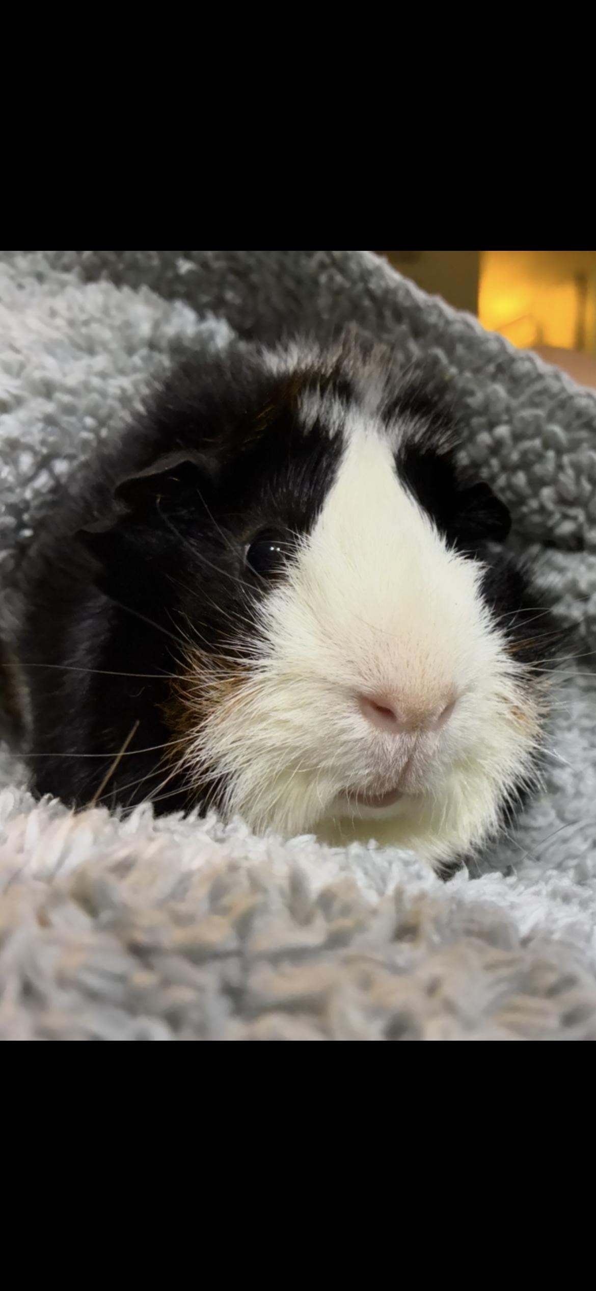 Enlarge Randy , a ADOPTABLE Abyssinian in Saint Louis, MO image 2/3