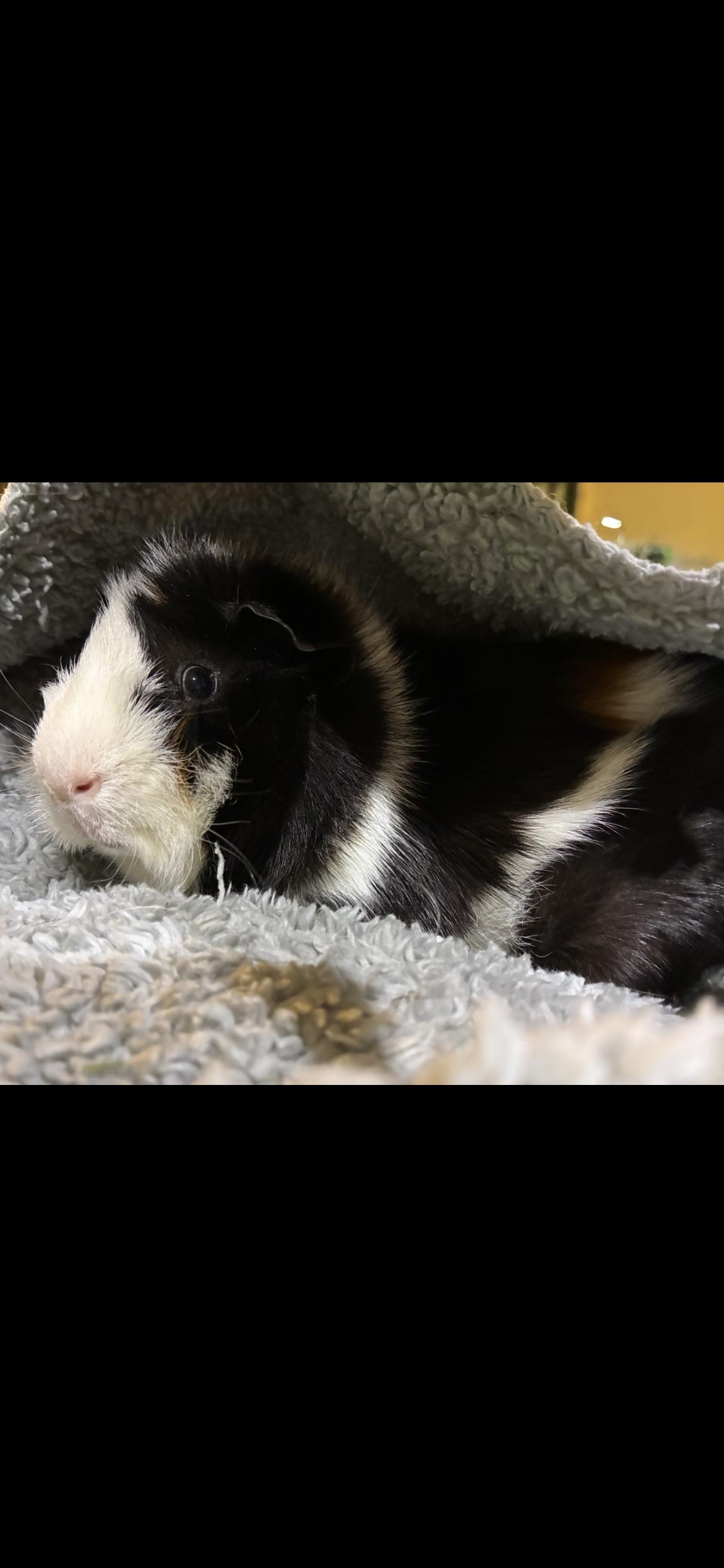 Enlarge Randy , a ADOPTABLE Abyssinian in Saint Louis, MO image 3/3