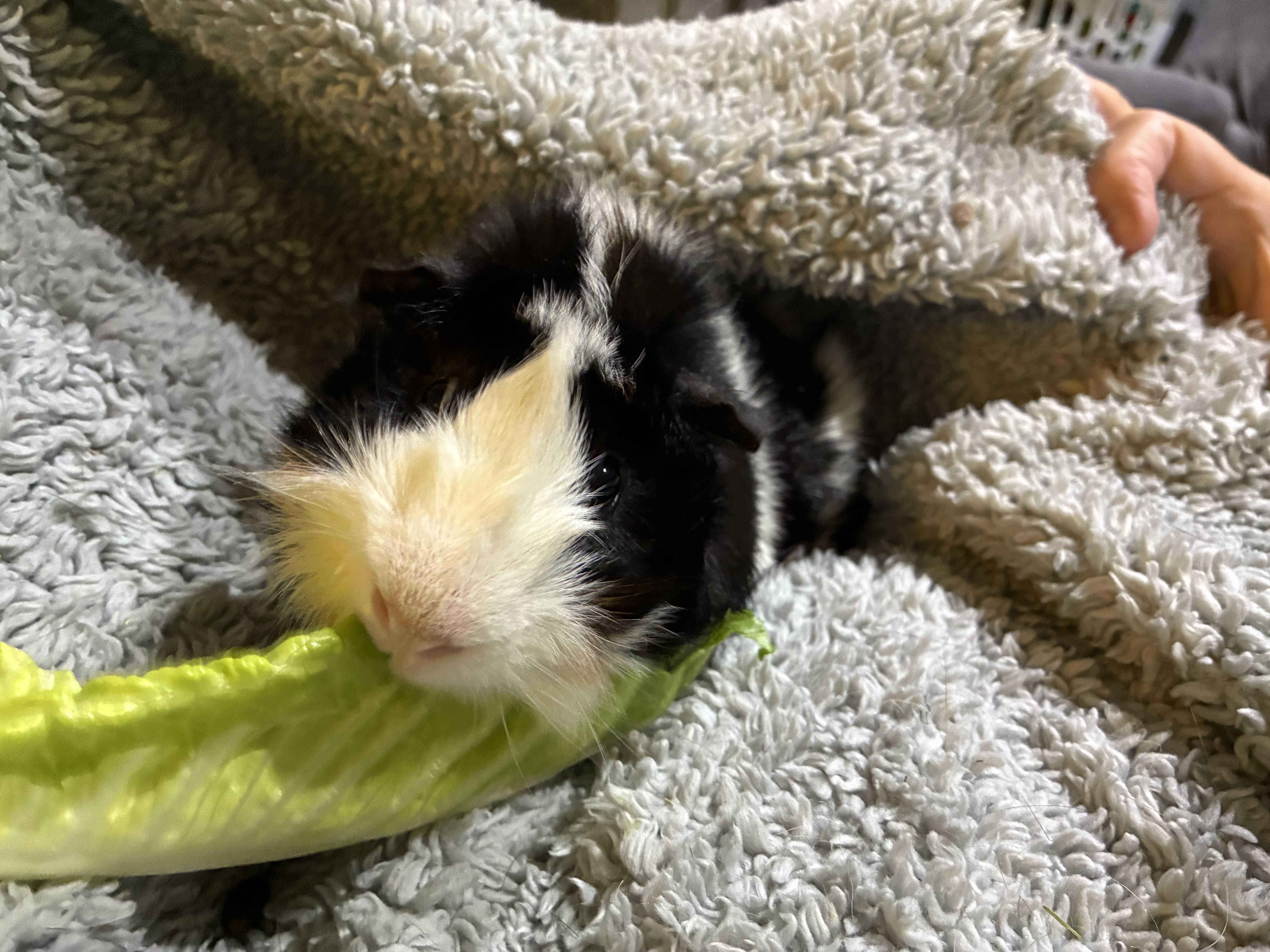 Randy , ADOPTABLE, Young Male Abyssinian.