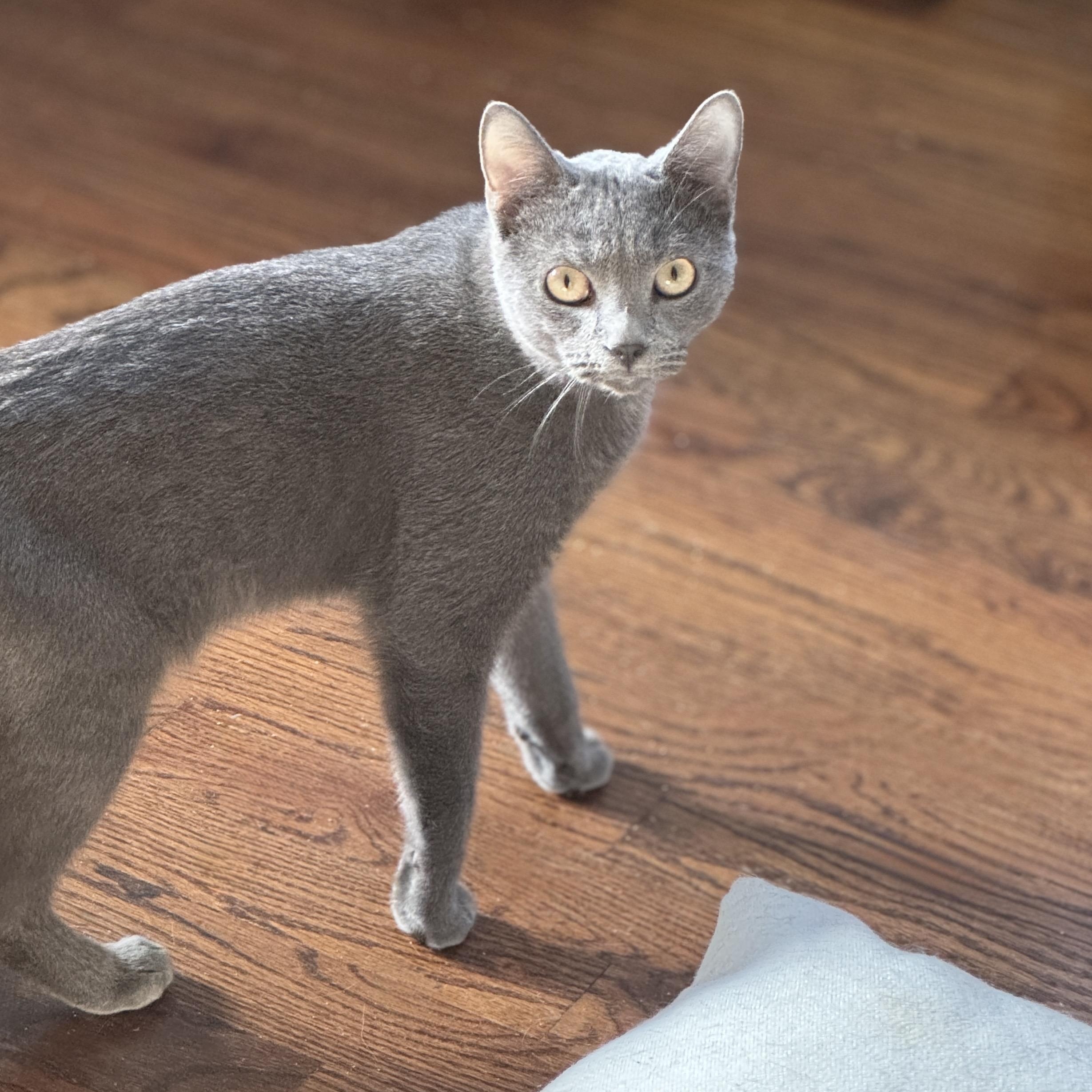 Orlando, a Adoptable Domestic Short Hair in Norwalk, CT image 1/2