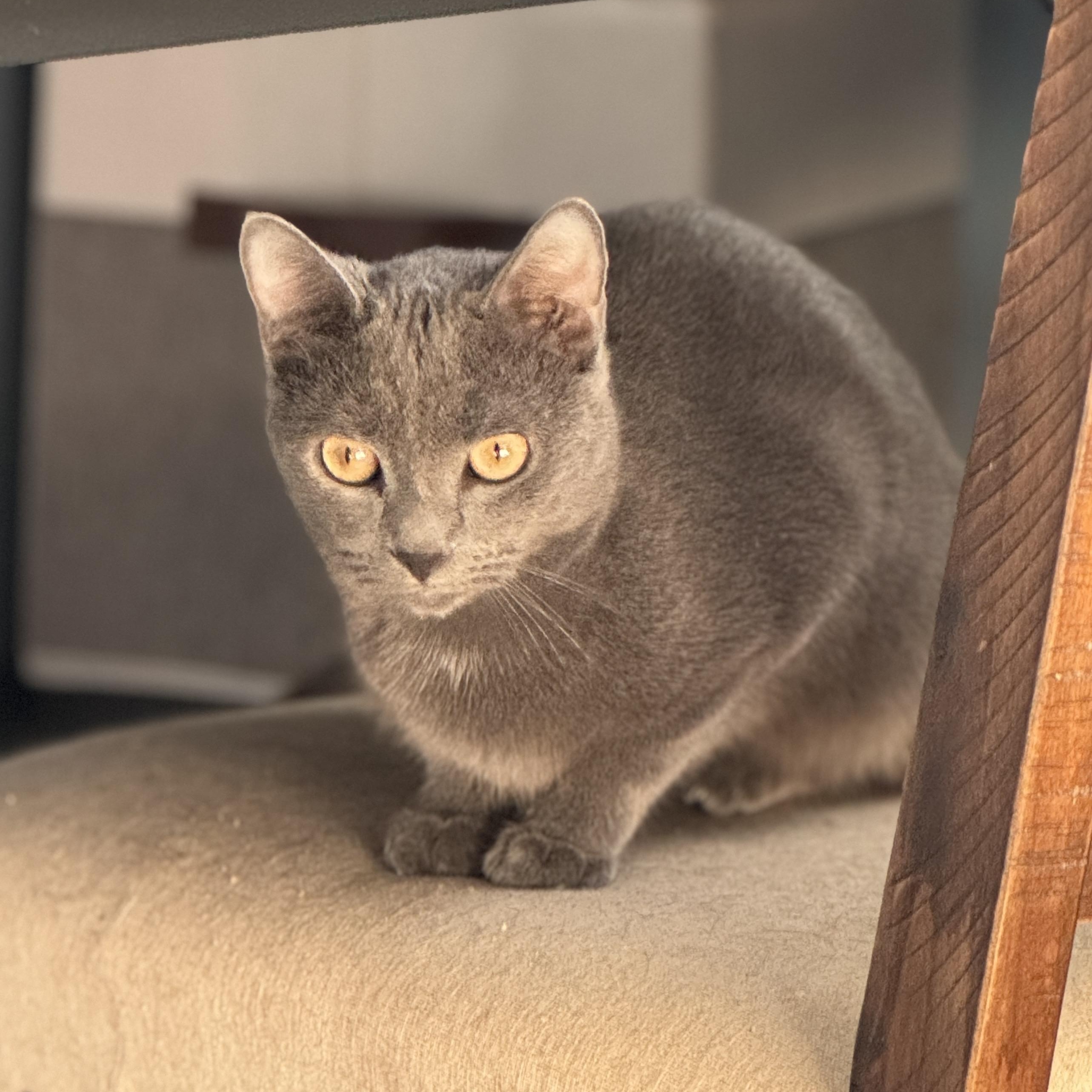 Orlando, a Adoptable Domestic Short Hair in Norwalk, CT image 2/2