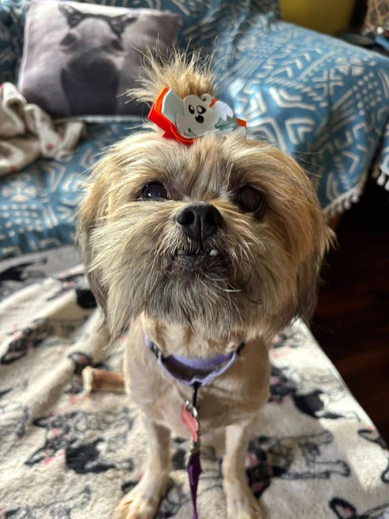 Enlarge Sassafras, a Adoptable mixed breed in Kettering, OH image 1/5