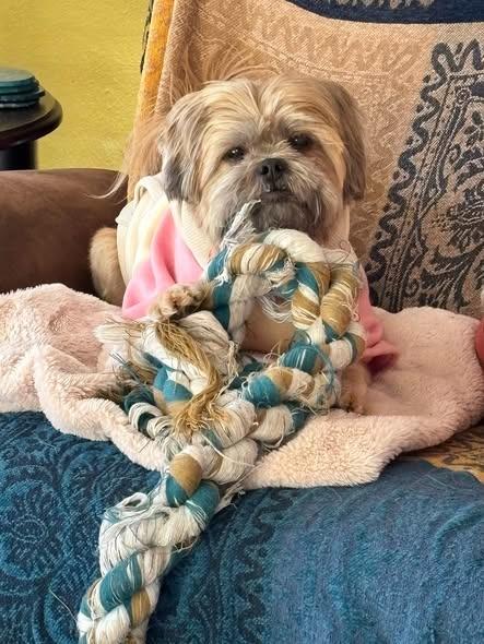 Sassafras, Adoptable, Adult Female Shih Tzu.
