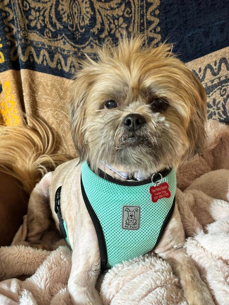 Enlarge Sassafras, a Adoptable mixed breed in Kettering, OH image 2/5